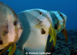 Say Aaaaaaaaaahhh!!! A trio of Batfish lining up for a cl... by Michael Gallagher 